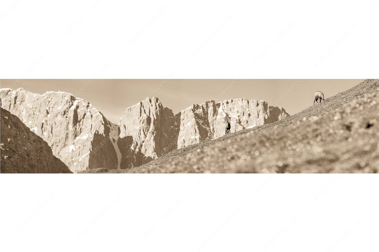 Gams auf Frühlingswiese mit Dreizinkenspitze im Karwendelgebirge - Kimmbebba - Seitenverhältnis 4:1 - Gams im Karwendel - weitere Infos unter https://www.kriner-weiermann.de