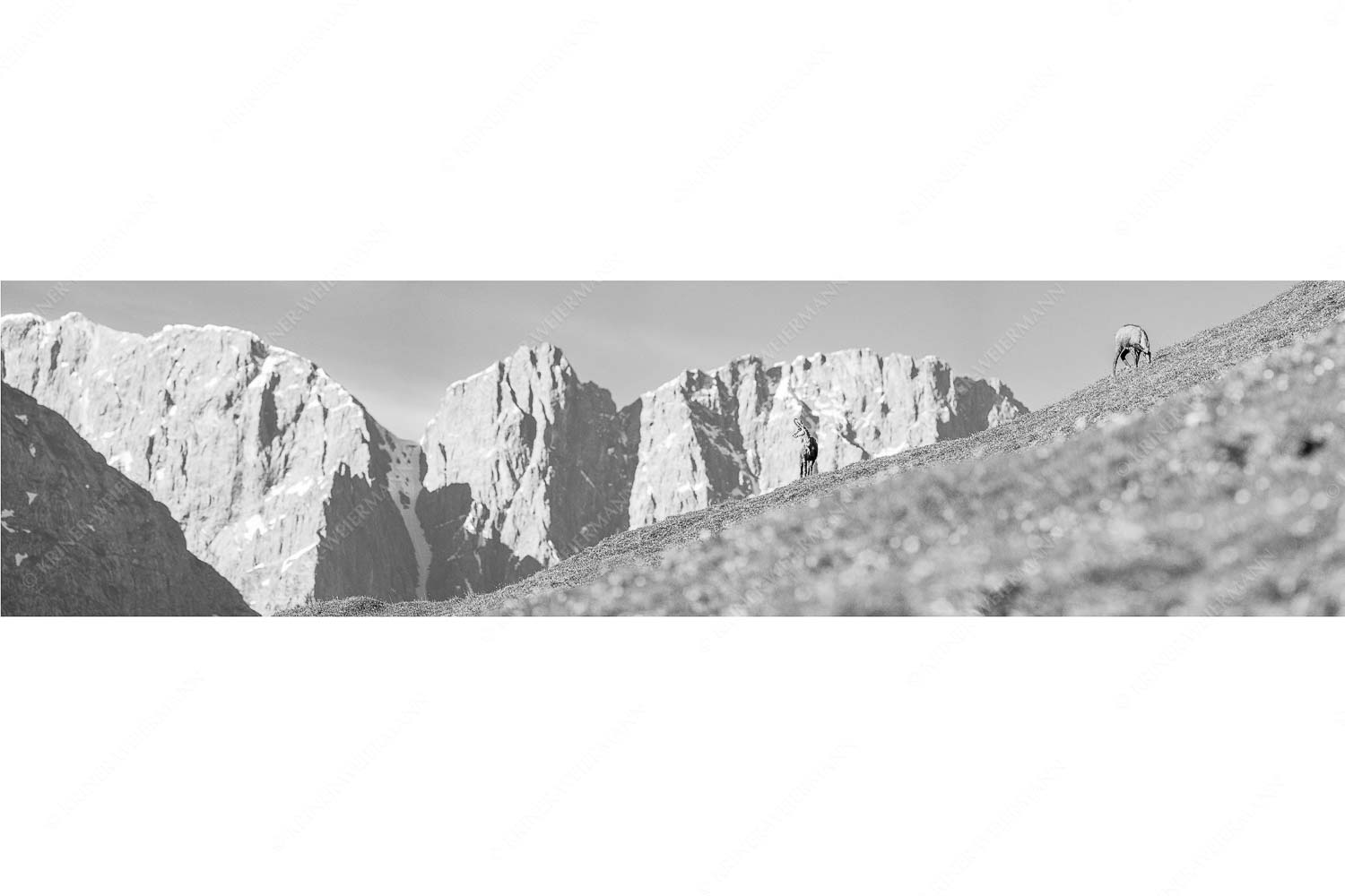 Gams auf Frühlingswiese mit Dreizinkenspitze im Karwendelgebirge - Kimmbebba - Seitenverhältnis 4:1 - Gams im Karwendel - weitere Infos unter https://www.kriner-weiermann.de