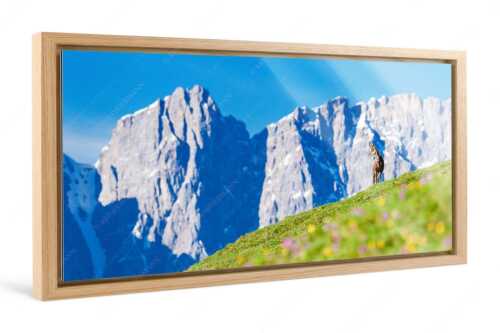 Gams auf Frühlingswiese mit Dreizinkenspitze im Karwendelgebirge - Kimmbebba - Foto im Schattenfugen-Rahmen - Gams im Karwendel - weitere Infos unter https://www.kriner-weiermann.de