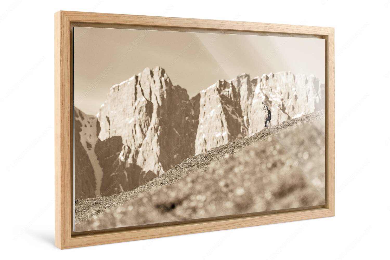 Kimmbebba – Foto im Schattenfugen-Rahmen — Gams im Karwendel Gams auf Frühlingswiese mit Dreizinkenspitze im Karwendelgebirge - Kimmbebba - Foto im Schattenfugen-Rahmen - Gams im Karwendel - weitere Infos unter https://www.kriner-weiermann.de