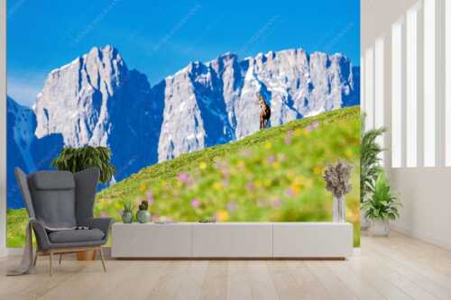 Gams auf Frühlingswiese mit Dreizinkenspitze im Karwendelgebirge - Kimmbebba - Größe ca. 300x200cm, Seitenverhältnis 3:2 - Gams im Karwendel - weitere Infos unter https://www.kriner-weiermann.de