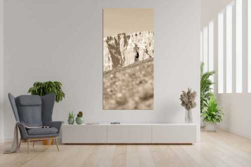 Gams auf Frühlingswiese mit Dreizinkenspitze im Karwendelgebirge - Kimmbebba - Größe ca. 90x180cm, Seitenverhältnis 1:2 - Gams im Karwendel - weitere Infos unter https://www.kriner-weiermann.de