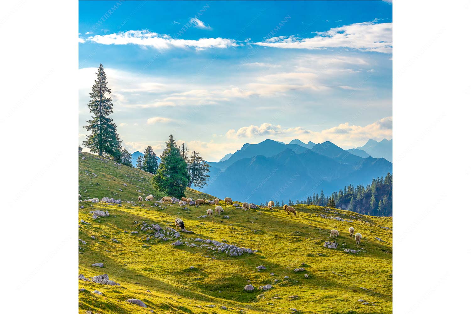 Bergschafe mit Blick von der Kuhalm zum Soierngebirge