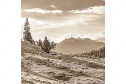 Bergschafe mit Blick von der Kuhalm zum Soierngebirge - Kuhalmschaflan - Seitenverhältnis 1:1 - Schafe auf der Kuhalm im Estergebirge - weitere Infos unter https://www.kriner-weiermann.de