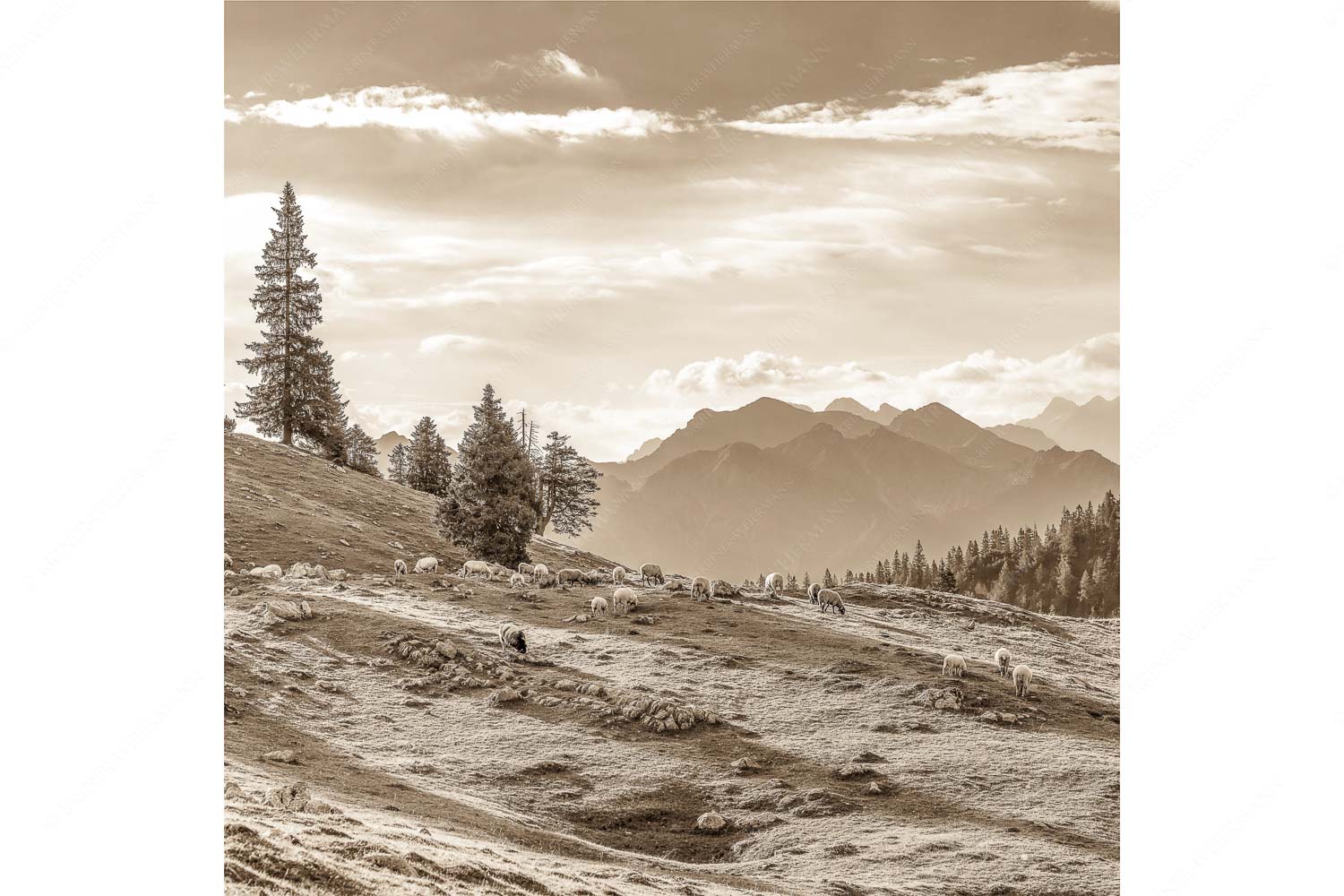 Bergschafe mit Blick von der Kuhalm zum Soierngebirge