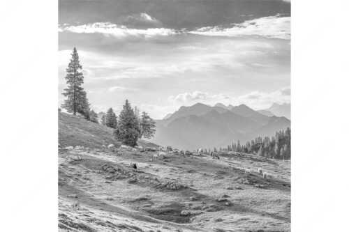 Bergschafe mit Blick von der Kuhalm zum Soierngebirge - Kuhalmschaflan - Seitenverhältnis 1:1 - Schafe auf der Kuhalm im Estergebirge - weitere Infos unter https://www.kriner-weiermann.de