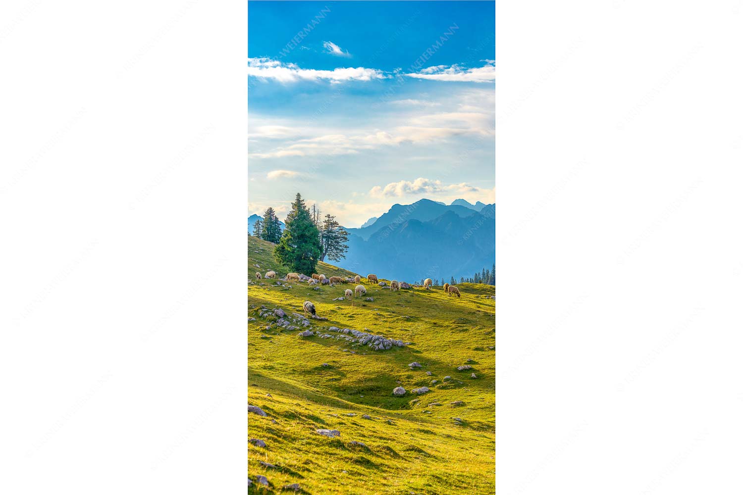 Bergschafe mit Blick von der Kuhalm zum Soierngebirge - Kuhalmschaflan - Seitenverhältnis 1:2 - Schafe auf der Kuhalm im Estergebirge - weitere Infos unter https://www.kriner-weiermann.de