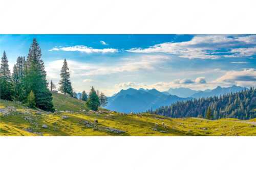 Bergschafe mit Blick von der Kuhalm zum Soierngebirge - Kuhalmschaflan - Seitenverhältnis 2,5:1 - Schafe auf der Kuhalm im Estergebirge - weitere Infos unter https://www.kriner-weiermann.de