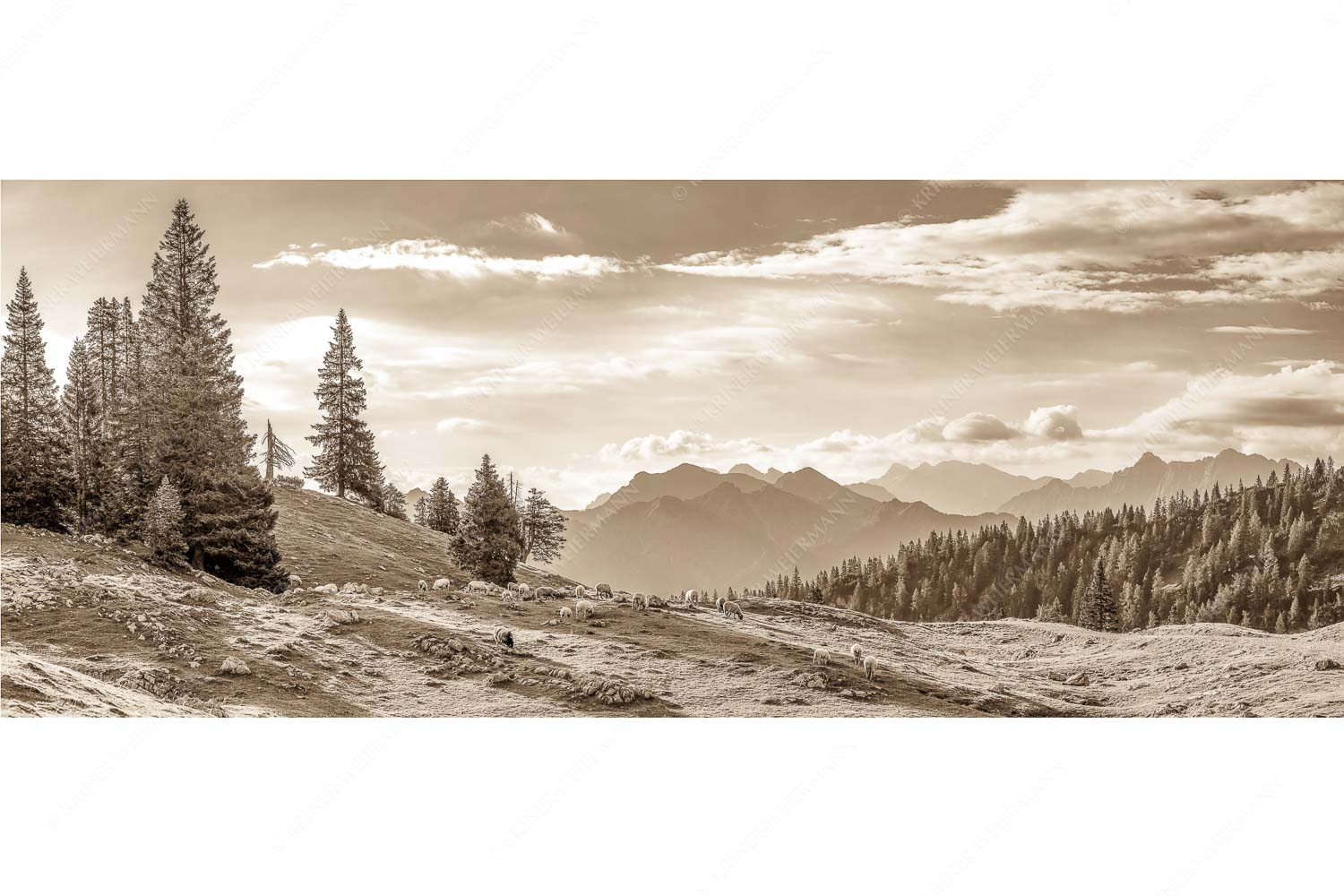 Bergschafe mit Blick von der Kuhalm zum Soierngebirge - Kuhalmschaflan - Seitenverhältnis 2,5:1 - Schafe auf der Kuhalm im Estergebirge - weitere Infos unter https://www.kriner-weiermann.de