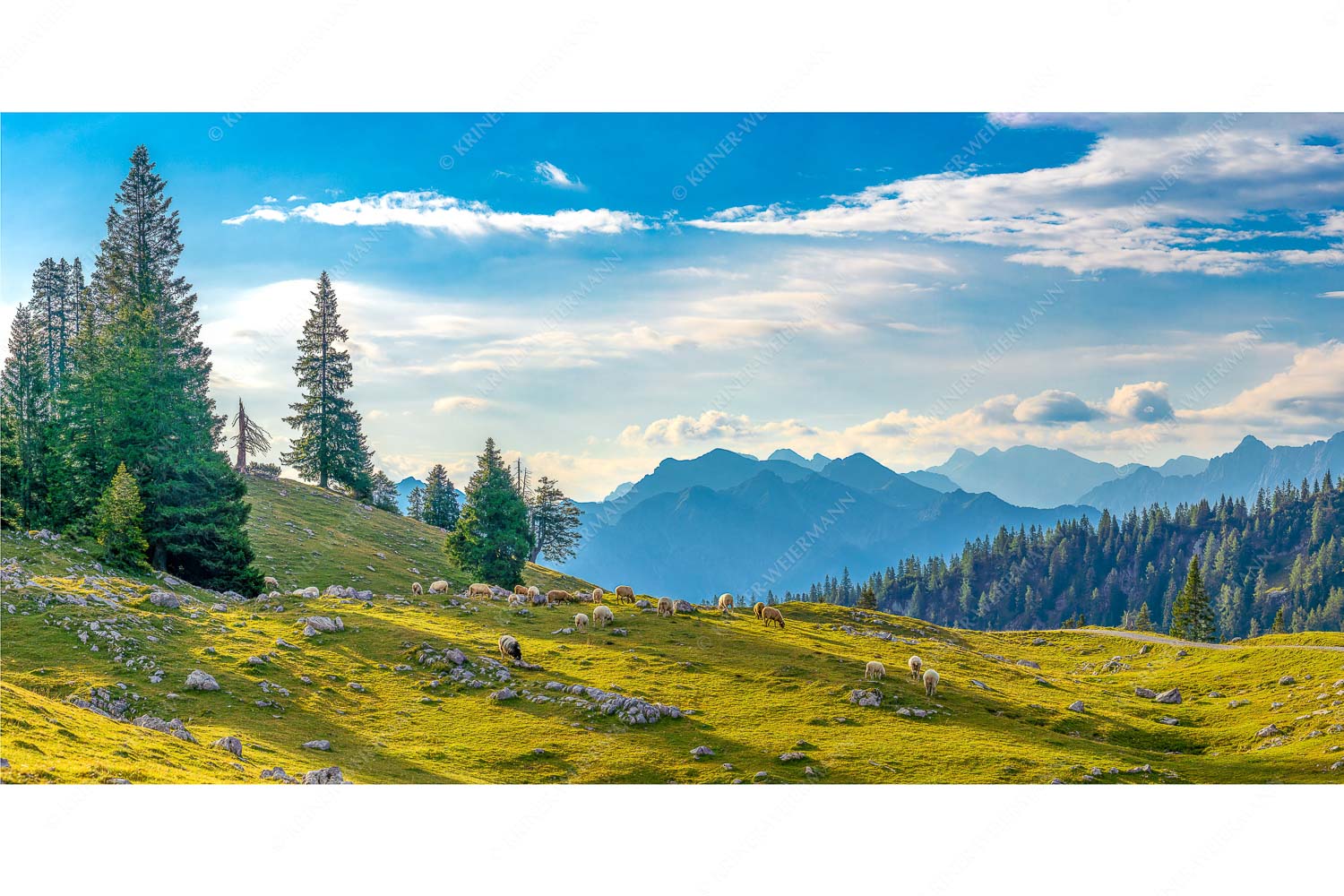 Bergschafe mit Blick von der Kuhalm zum Soierngebirge