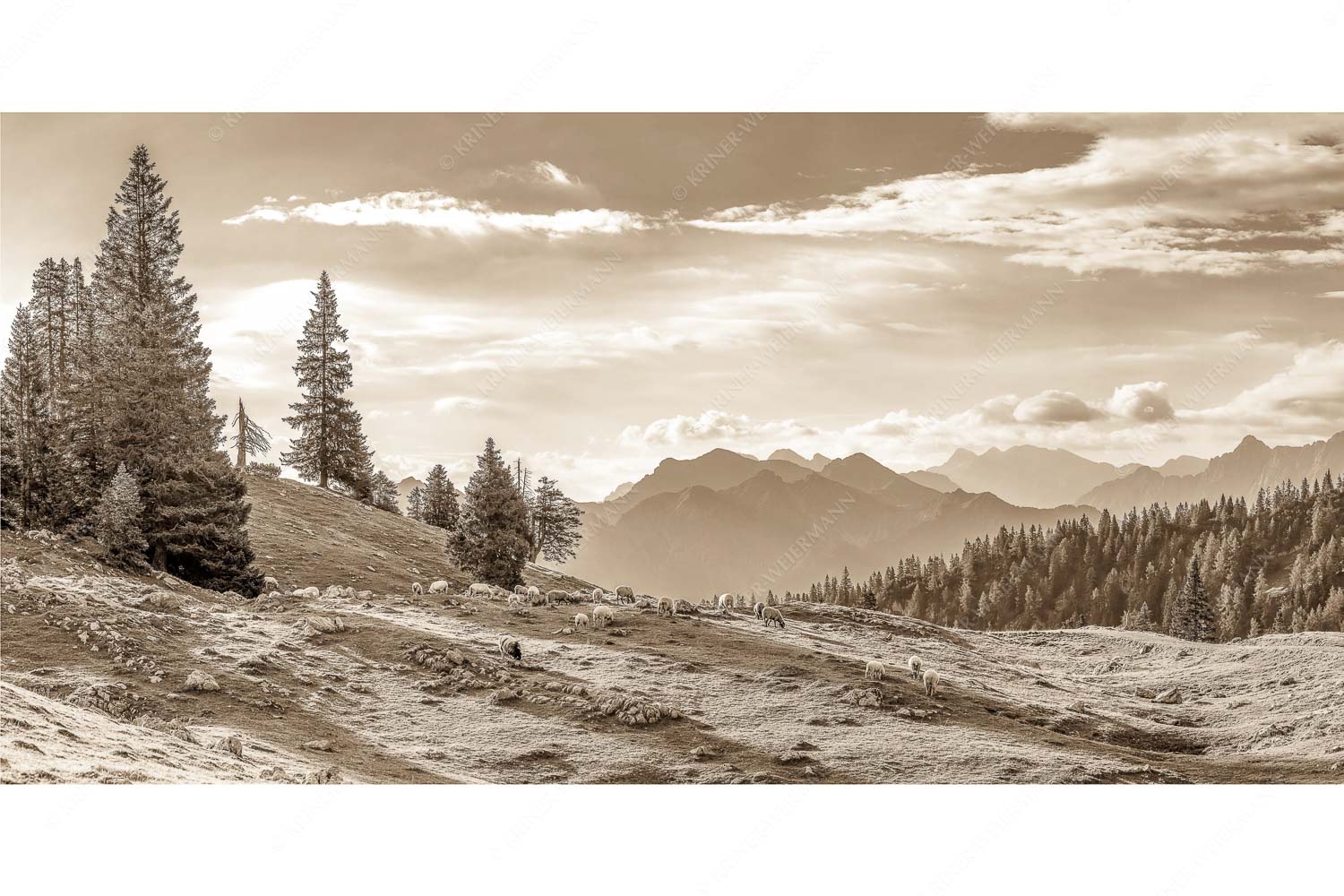 Bergschafe mit Blick von der Kuhalm zum Soierngebirge