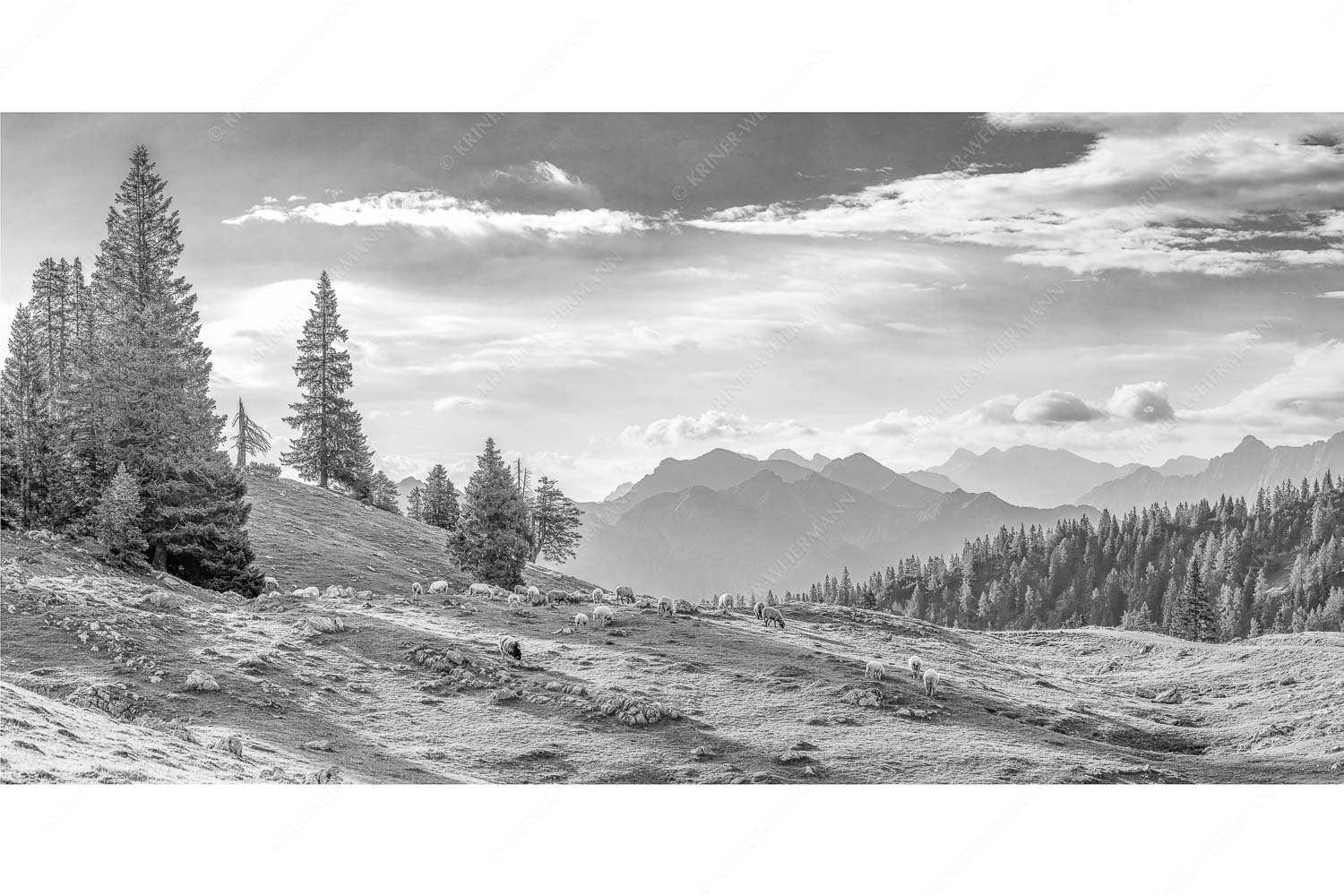 Bergschafe mit Blick von der Kuhalm zum Soierngebirge
