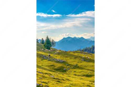 Bergschafe mit Blick von der Kuhalm zum Soierngebirge - Kuhalmschaflan - Seitenverhältnis 2:3 - Schafe auf der Kuhalm im Estergebirge - weitere Infos unter https://www.kriner-weiermann.de