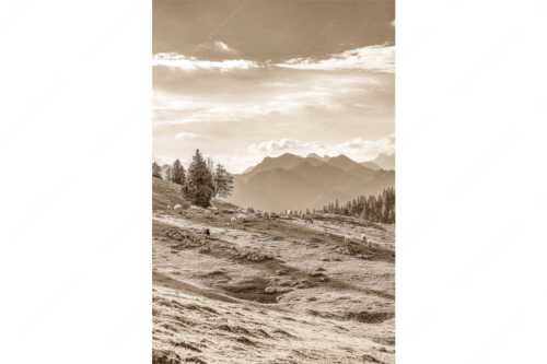 Bergschafe mit Blick von der Kuhalm zum Soierngebirge - Kuhalmschaflan - Seitenverhältnis 2:3 - Schafe auf der Kuhalm im Estergebirge - weitere Infos unter https://www.kriner-weiermann.de