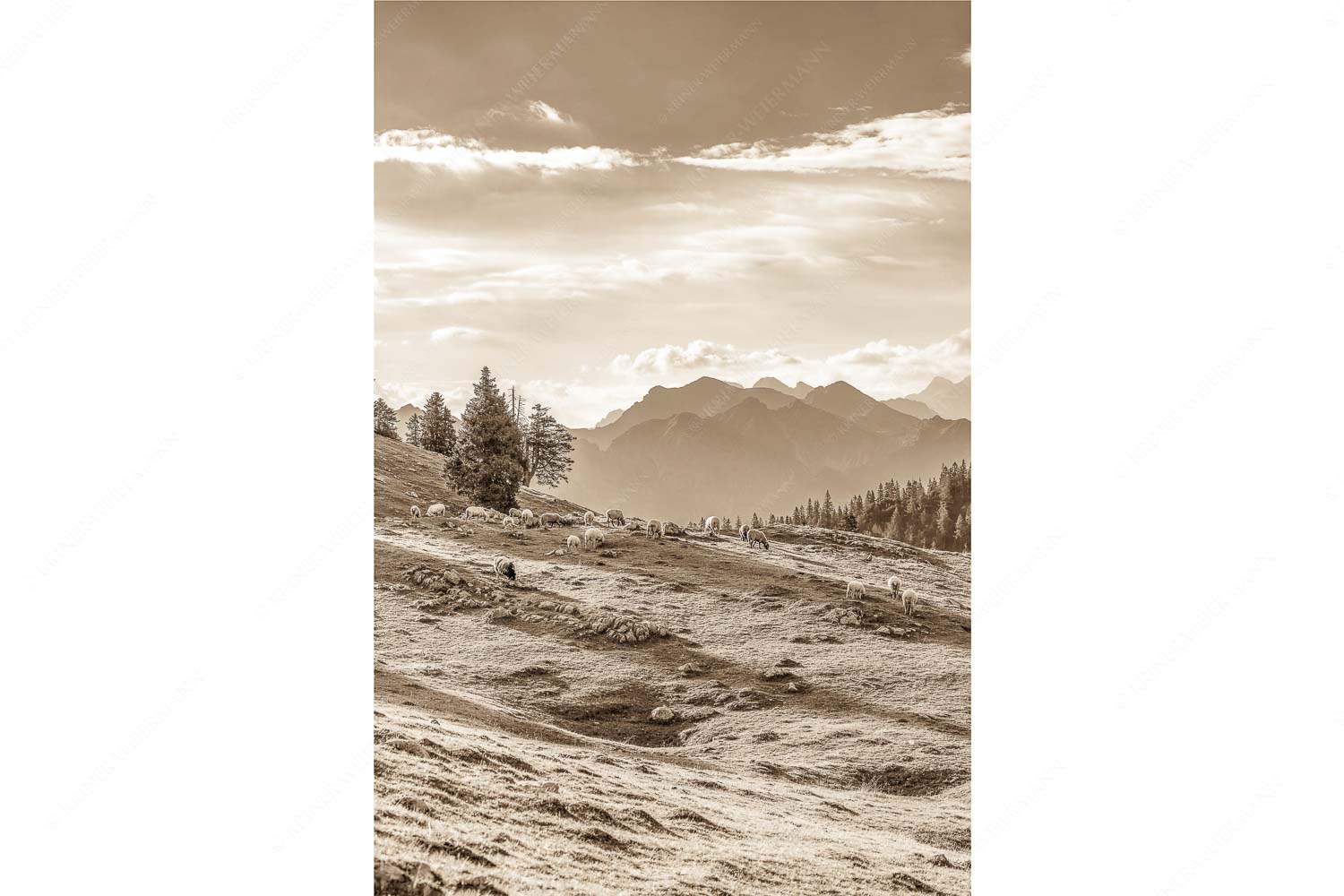 Bergschafe mit Blick von der Kuhalm zum Soierngebirge