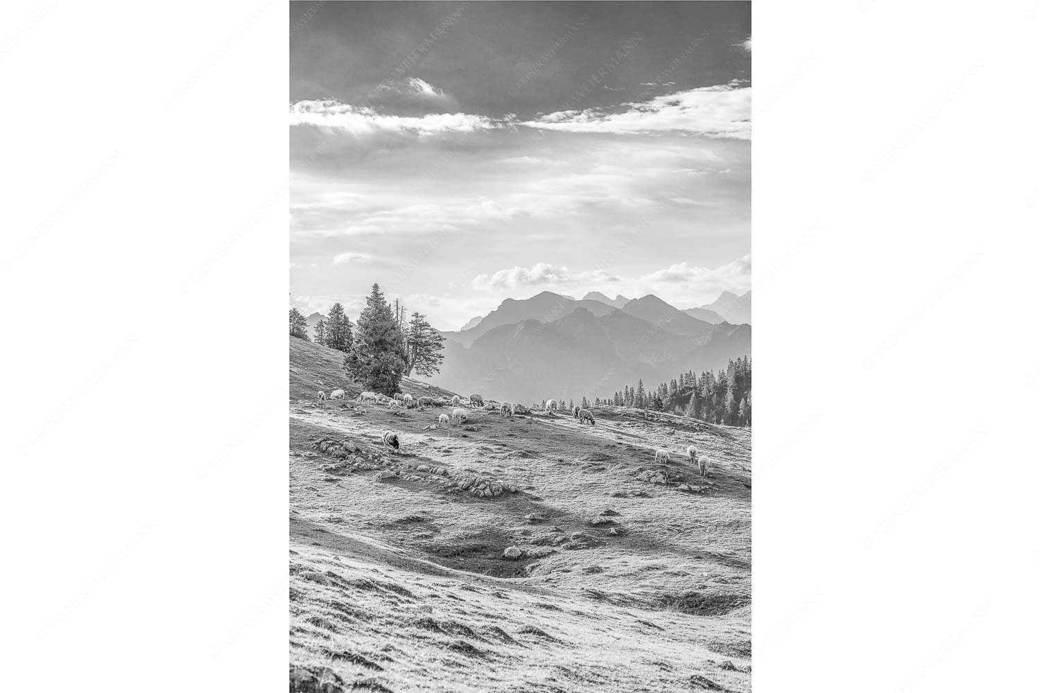 Bergschafe mit Blick von der Kuhalm zum Soierngebirge