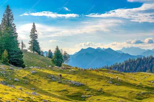 Bergschafe mit Blick von der Kuhalm zum Soierngebirge - Kuhalmschaflan - Seitenverhältnis 3:2 - Schafe auf der Kuhalm im Estergebirge - weitere Infos unter https://www.kriner-weiermann.de