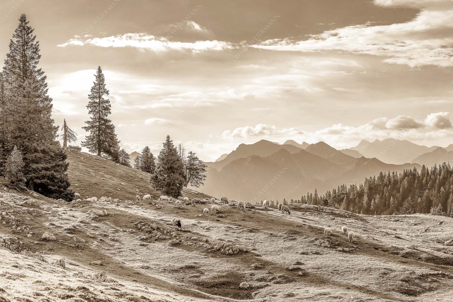 Bergschafe mit Blick von der Kuhalm zum Soierngebirge