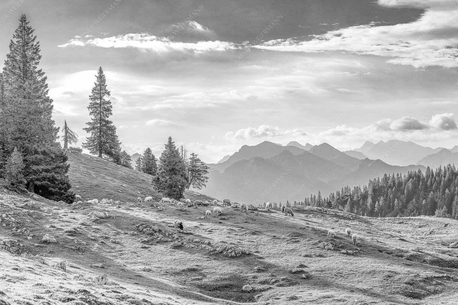 Bergschafe mit Blick von der Kuhalm zum Soierngebirge