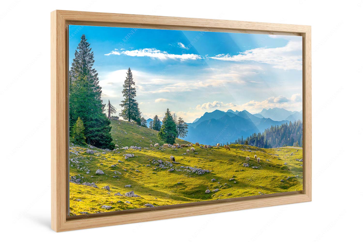 Kuhalmschaflan – Foto im Schattenfugen-Rahmen — Schafe auf der Kuhalm im Estergebirge Bergschafe mit Blick von der Kuhalm zum Soierngebirge - Kuhalmschaflan - Foto im Schattenfugen-Rahmen - Schafe auf der Kuhalm im Estergebirge - weitere Infos unter https://www.kriner-weiermann.de