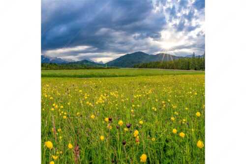 Blick über eine Blumenwiese am Barmsee bei Krün mit Wetterstein- und Estergebirge - Kurzer Lichtblick - Seitenverhältnis 1:1 - Blumenwiese mit Wetterstein - weitere Infos unter https://www.kriner-weiermann.de
