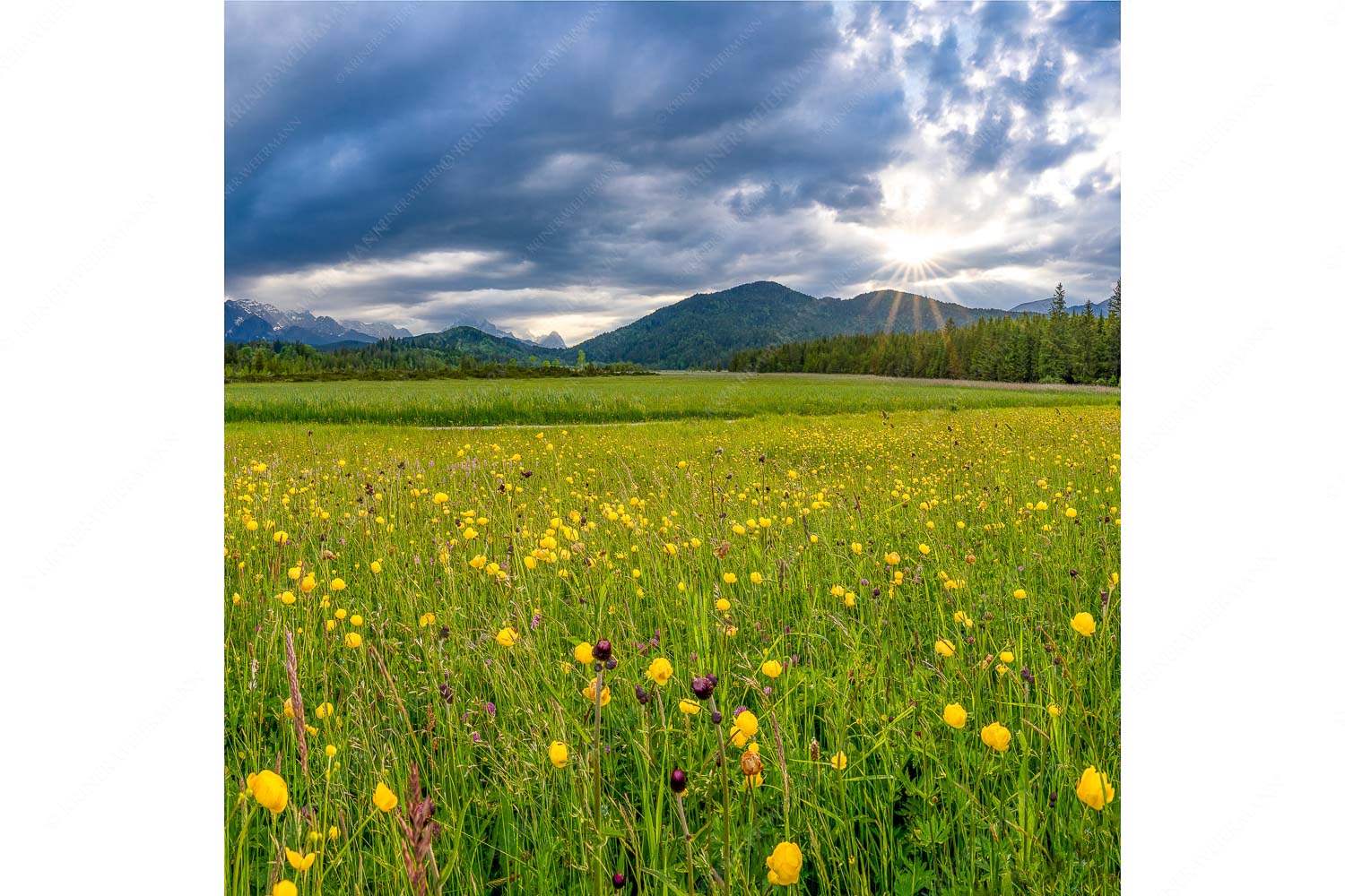 Kurzer Lichtblick – Seitenverhältnis 1:1 — Blumenwiese mit Wetterstein Blick über eine Blumenwiese am Barmsee bei Krün mit Wetterstein- und Estergebirge