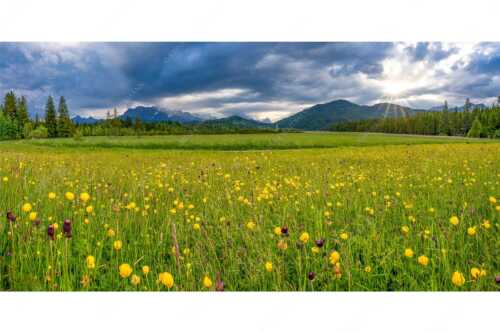 Blick über eine Blumenwiese am Barmsee bei Krün mit Wetterstein- und Estergebirge - Kurzer Lichtblick - Seitenverhältnis 2:1 - Blumenwiese mit Wetterstein - weitere Infos unter https://www.kriner-weiermann.de