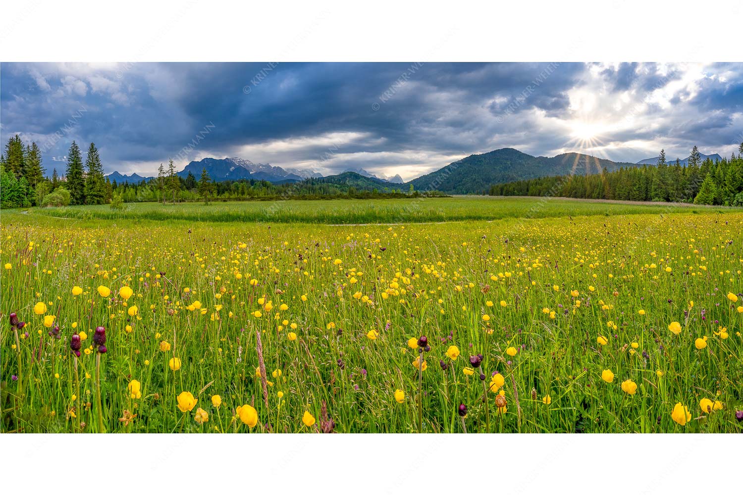 Kurzer Lichtblick – Seitenverhältnis 2:1 — Blumenwiese mit Wetterstein Blick über eine Blumenwiese am Barmsee bei Krün mit Wetterstein- und Estergebirge
