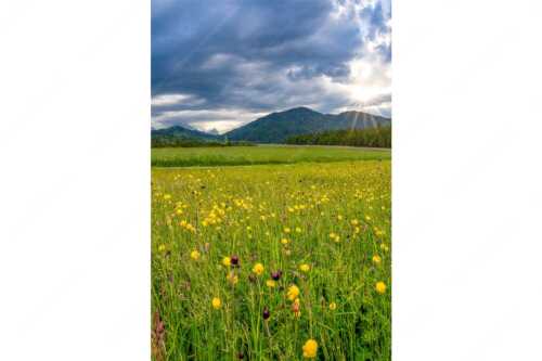 Blick über eine Blumenwiese am Barmsee bei Krün mit Wetterstein- und Estergebirge - Kurzer Lichtblick - Seitenverhältnis 2:3 - Blumenwiese mit Wetterstein - weitere Infos unter https://www.kriner-weiermann.de