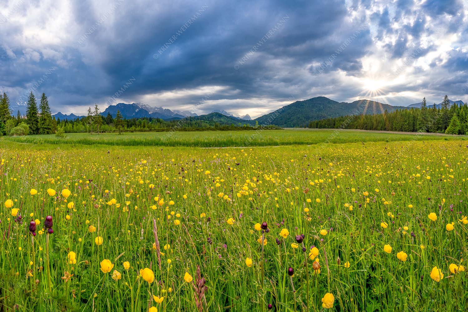 Kurzer Lichtblick – Seitenverhältnis 3:2 — Blumenwiese mit Wetterstein Blick über eine Blumenwiese am Barmsee bei Krün mit Wetterstein- und Estergebirge