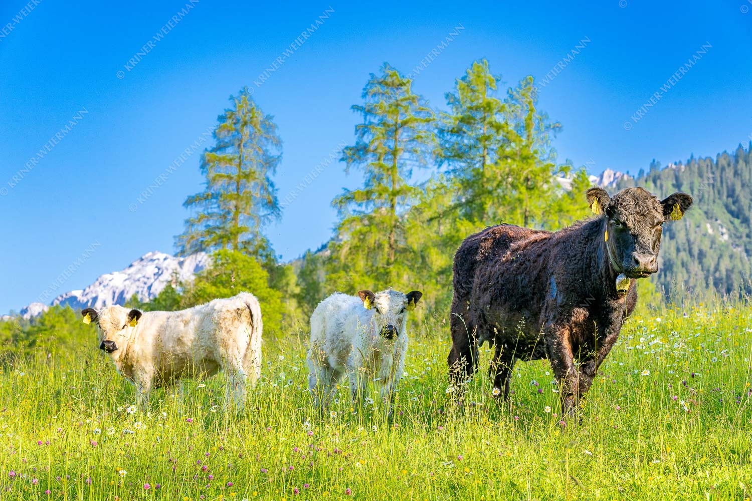 Jungvieh in Leutasch mit Wetterstein im Hintergrund - Leutascher Weide II - Seitenverhältnis 3:2 - Junge Kälber in Blumenwiese - weitere Infos unter https://www.kriner-weiermann.de