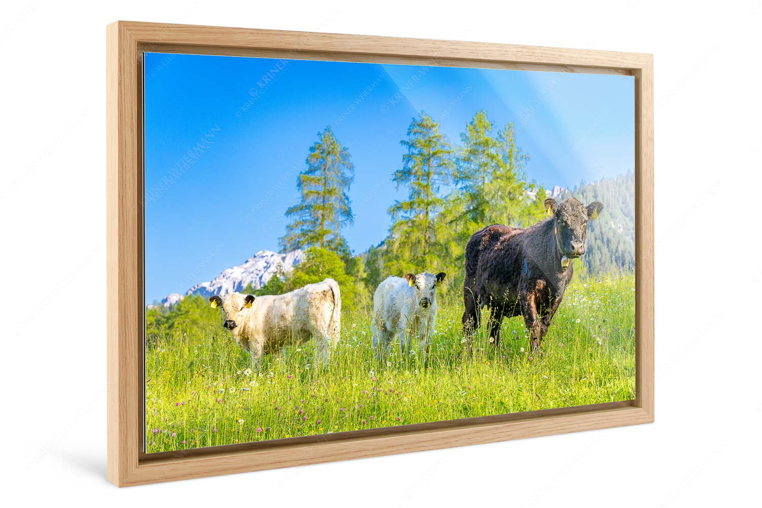 Leutascher Weide II – Foto im Schattenfugen-Rahmen — Junge Kälber in Blumenwiese Jungvieh in Leutasch mit Wetterstein im Hintergrund - Leutascher Weide II - Foto im Schattenfugen-Rahmen - Junge Kälber in Blumenwiese - weitere Infos unter https://www.kriner-weiermann.de