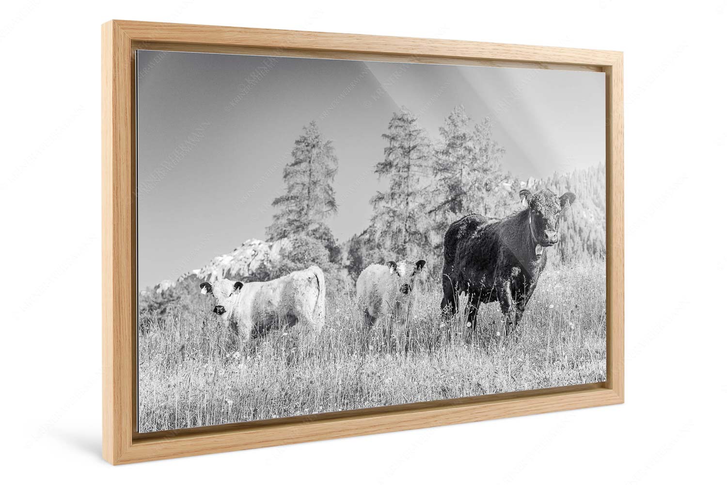 Leutascher Weide II – Foto im Schattenfugen-Rahmen — Junge Kälber in Blumenwiese Jungvieh in Leutasch mit Wetterstein im Hintergrund - Leutascher Weide II - Foto im Schattenfugen-Rahmen - Junge Kälber in Blumenwiese - weitere Infos unter https://www.kriner-weiermann.de