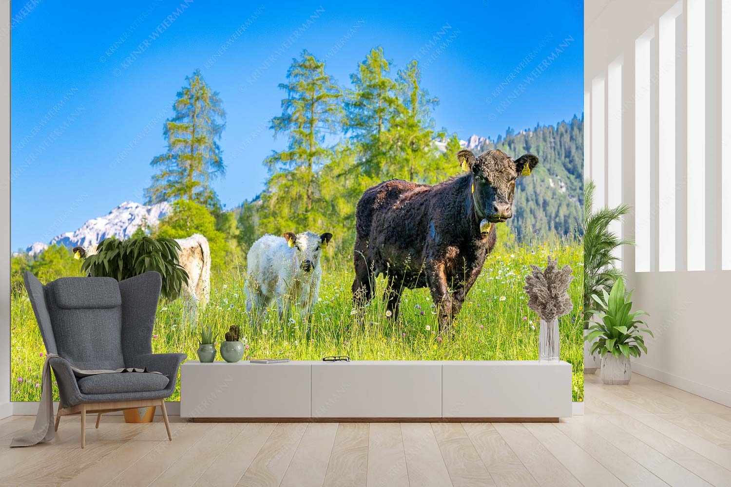 Leutascher Weide II – Größe ca. 300x200cm, Seitenverhältnis 3:2 — Junge Kälber in Blumenwiese Jungvieh in Leutasch mit Wetterstein im Hintergrund - Leutascher Weide II - Größe ca. 300x200cm, Seitenverhältnis 3:2 - Junge Kälber in Blumenwiese - weitere Infos unter https://www.kriner-weiermann.de