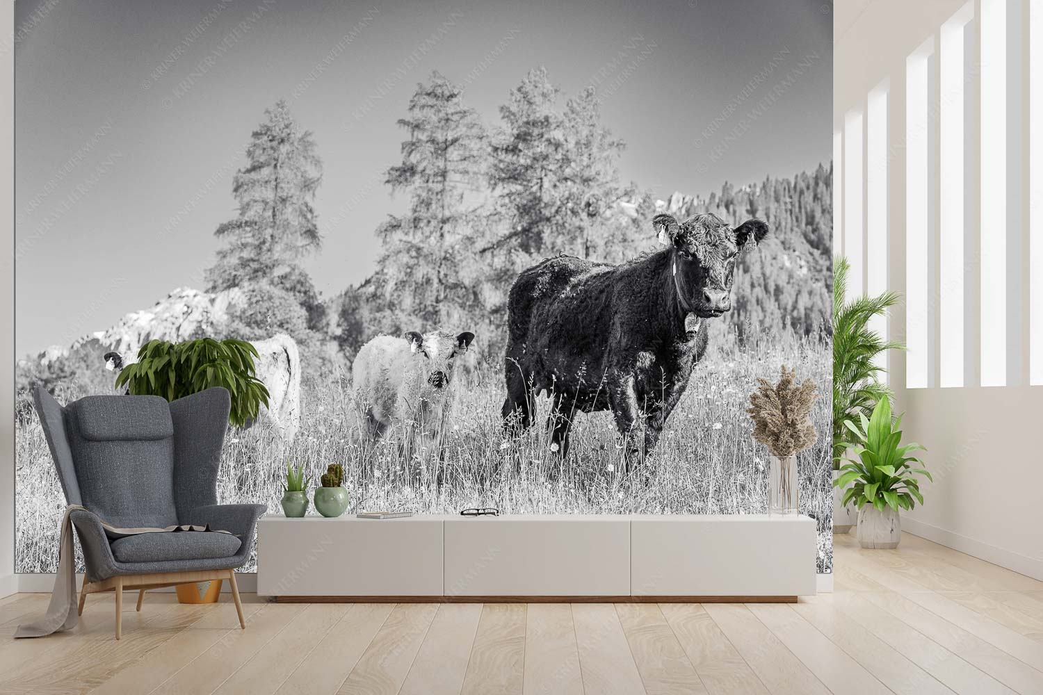 Jungvieh in Leutasch mit Wetterstein im Hintergrund - Leutascher Weide II - Größe ca. 300x200cm, Seitenverhältnis 3:2 - Junge Kälber in Blumenwiese - weitere Infos unter https://www.kriner-weiermann.de
