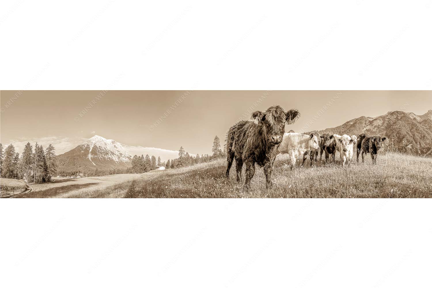 Jungvieh in Leutasch mit Hoher Munde in den Mieminger Bergen - Leutascher Weide - Seitenverhältnis 4:1 - Junge Kälber mit Hoher Munde - weitere Infos unter https://www.kriner-weiermann.de