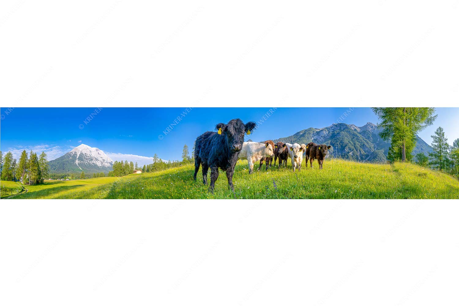 Leutascher Weide – Seitenverhältnis 5:1 — Junge Kälber mit Hoher Munde Jungvieh in Leutasch mit Hoher Munde in den Mieminger Bergen