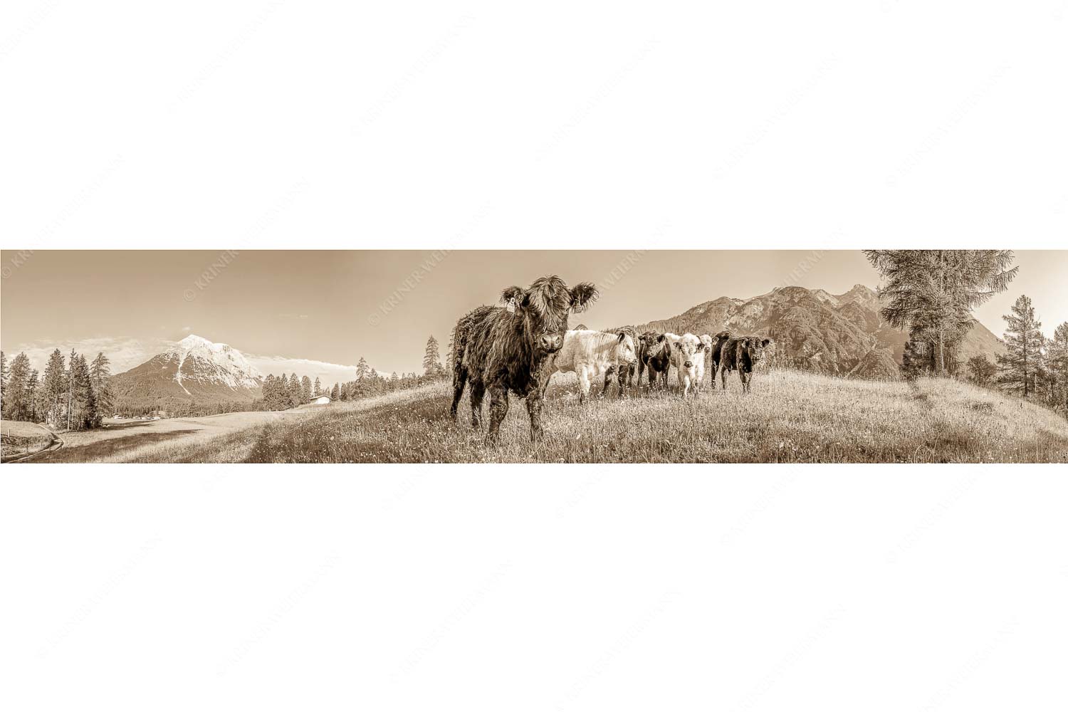 Jungvieh in Leutasch mit Hoher Munde in den Mieminger Bergen - Leutascher Weide - Seitenverhältnis 5:1 - Junge Kälber mit Hoher Munde - weitere Infos unter https://www.kriner-weiermann.de