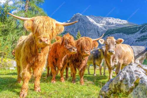 Jungvieh am Halleranger im Karwendelgebirge - Long und ohne Horn - Seitenverhältnis 3:2 - Schottische Hochlandrinder im Karwendel - weitere Infos unter https://www.kriner-weiermann.de