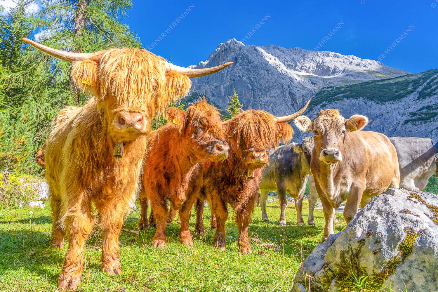 Long und ohne Horn – Seitenverhältnis 3:2 — Schottische Hochlandrinder im Karwendel Jungvieh am Halleranger im Karwendelgebirge