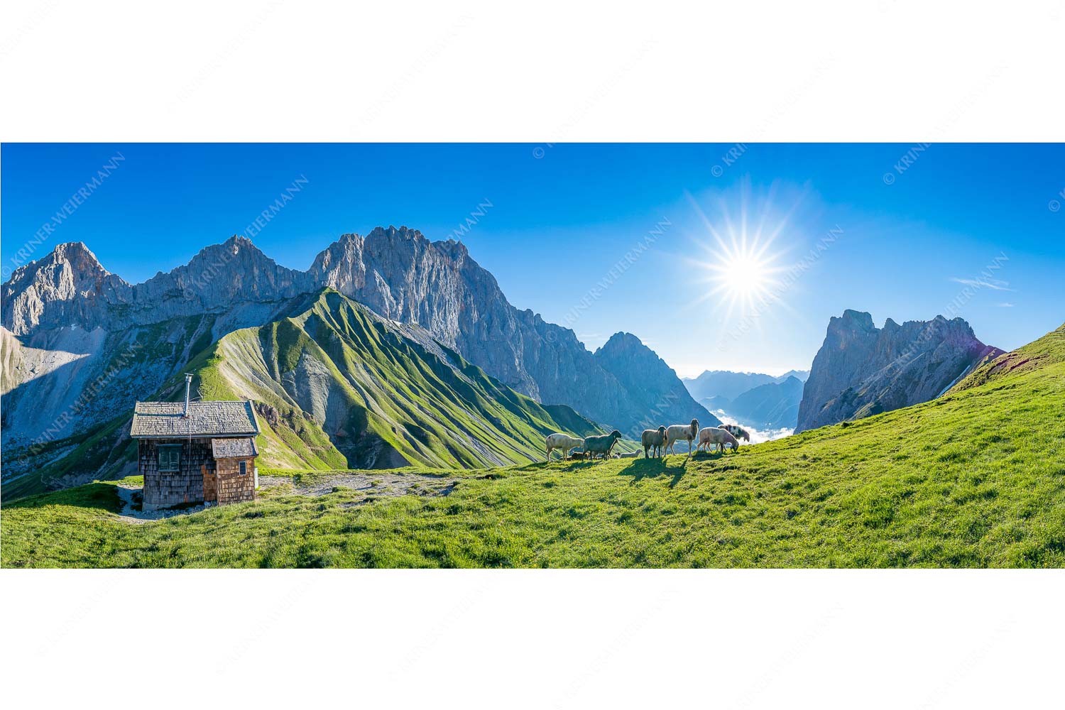 Malerische Sommerweide – Seitenverhältnis 2,5:1 — Schafe Erinnerungshütte Wetterstein Bergschafe an der Erinnerungshütte am Scharnitzjoch im Wettersteingebirge
