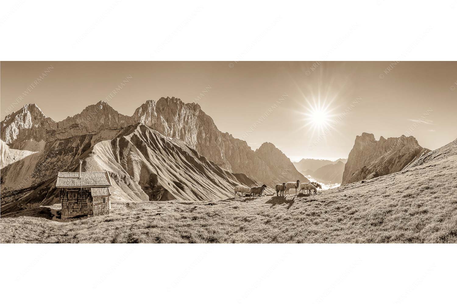 Malerische Sommerweide – Seitenverhältnis 2,5:1 — Schafe Erinnerungshütte Wetterstein Bergschafe an der Erinnerungshütte am Scharnitzjoch im Wettersteingebirge