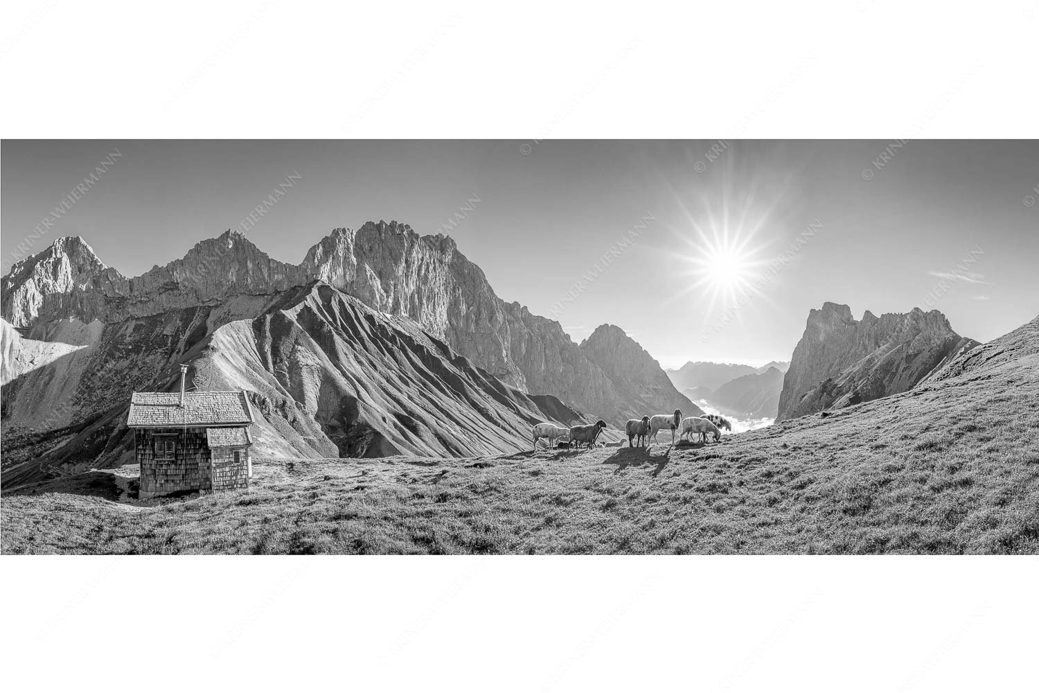 Malerische Sommerweide – Seitenverhältnis 2,5:1 — Schafe Erinnerungshütte Wetterstein Bergschafe an der Erinnerungshütte am Scharnitzjoch im Wettersteingebirge