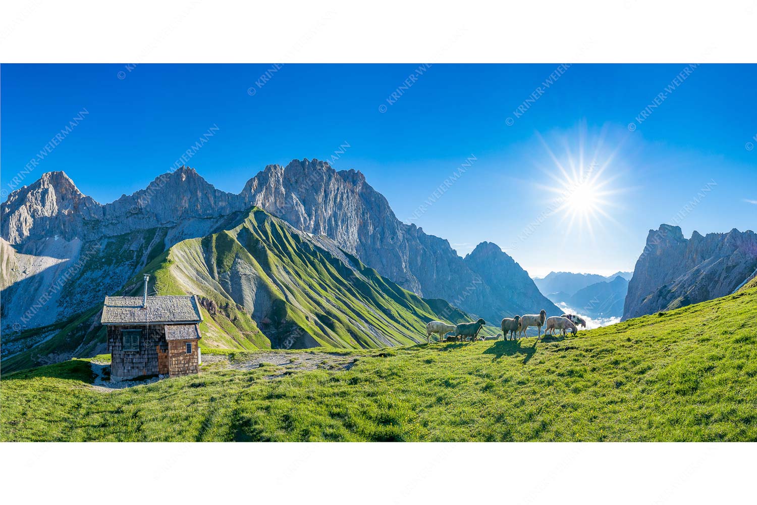 Malerische Sommerweide – Seitenverhältnis 2:1 — Schafe Erinnerungshütte Wetterstein Bergschafe an der Erinnerungshütte am Scharnitzjoch im Wettersteingebirge