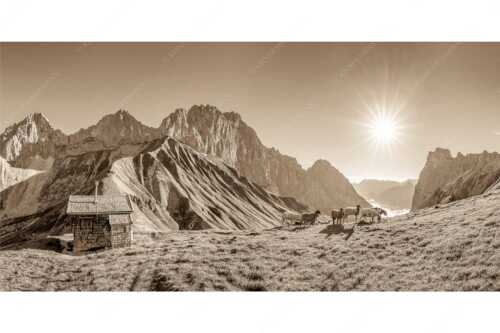 Bergschafe an der Erinnerungshütte am Scharnitzjoch im Wettersteingebirge - Malerische Sommerweide - Seitenverhältnis 2:1 - Schafe Erinnerungshütte Wetterstein - weitere Infos unter https://www.kriner-weiermann.de