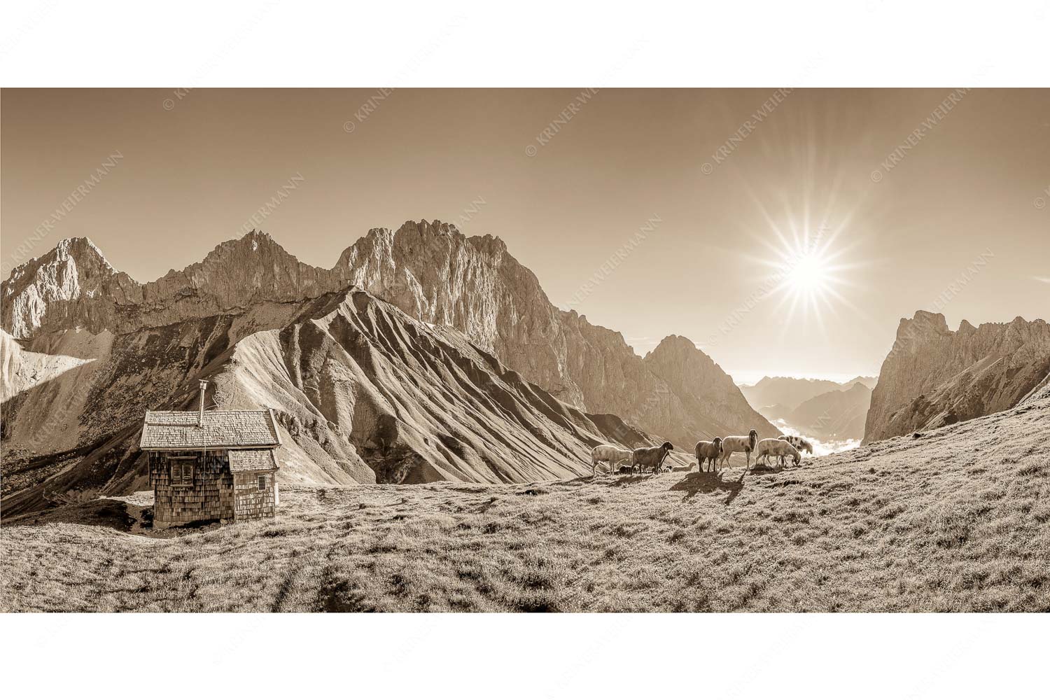 Malerische Sommerweide – Seitenverhältnis 2:1 — Schafe Erinnerungshütte Wetterstein Bergschafe an der Erinnerungshütte am Scharnitzjoch im Wettersteingebirge