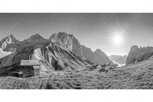 Bergschafe an der Erinnerungshütte am Scharnitzjoch im Wettersteingebirge - Malerische Sommerweide - Seitenverhältnis 2:1 - Schafe Erinnerungshütte Wetterstein - weitere Infos unter https://www.kriner-weiermann.de