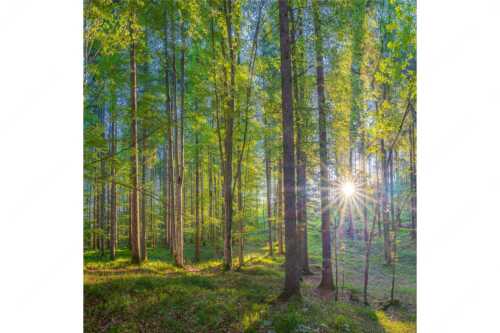 Erstes Sonnenlicht im Buchenwald - Morgens im Wald - Seitenverhältnis 1:1 - Sonnenlicht Waldboden - weitere Infos unter https://www.kriner-weiermann.de