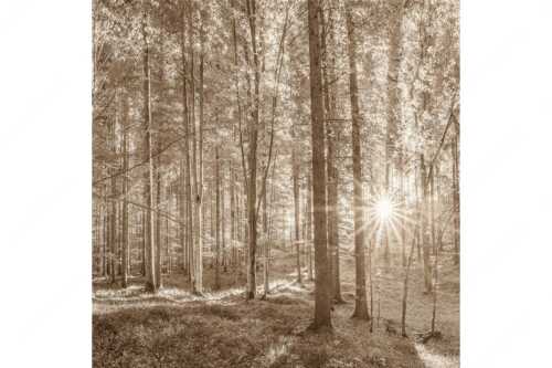 Erstes Sonnenlicht im Buchenwald - Morgens im Wald - Seitenverhältnis 1:1 - Sonnenlicht Waldboden - weitere Infos unter https://www.kriner-weiermann.de