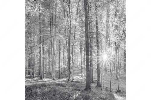 Erstes Sonnenlicht im Buchenwald - Morgens im Wald - Seitenverhältnis 1:1 - Sonnenlicht Waldboden - weitere Infos unter https://www.kriner-weiermann.de